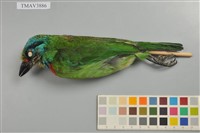 藏品(五色鳥)的圖片